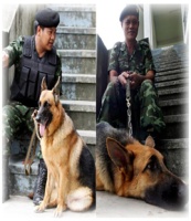 รู้จัก “เซนอล-เอสซิล” สองสุนัขทหารชายแดนใต้